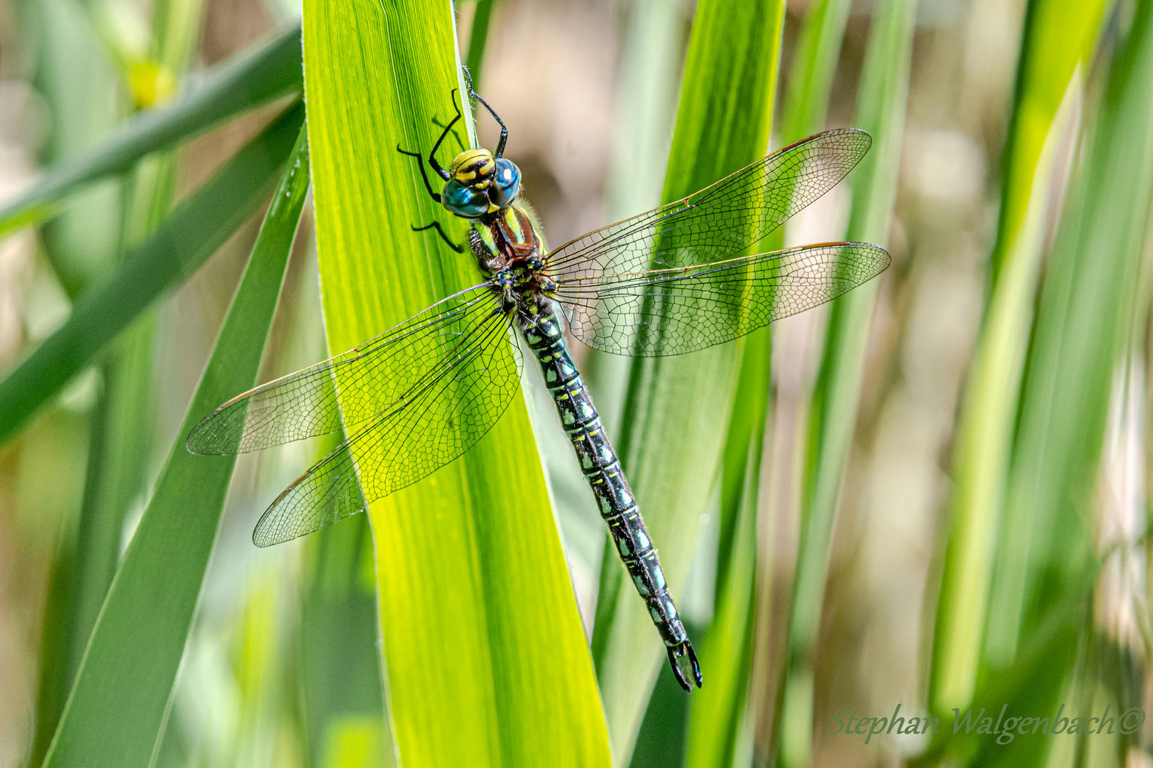 Früher Schilfjäger Männchen (Brachytron pratense)