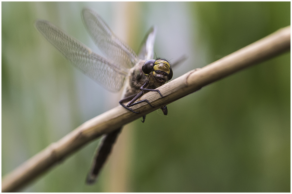 Früher Schilfjäger,w (Brachytron Pratense)