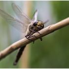 Früher Schilfjäger,w (Brachytron Pratense)