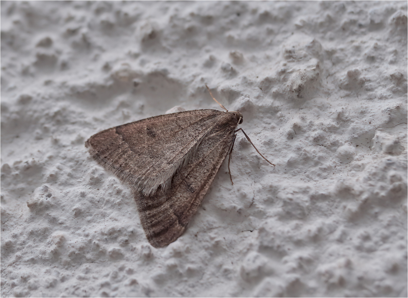 Früher Schlehenbusch-Winterspanner (Theria primaria)