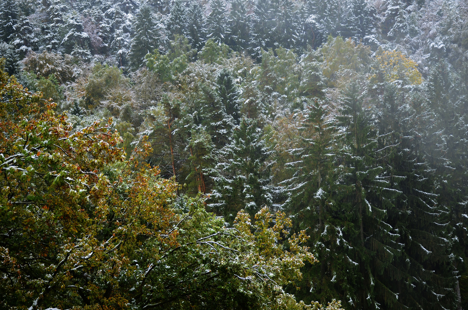 früher Schnee Mitte Oktober auf noch buntes Herbstlaub an den Bäumen