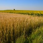 früher Sommertag