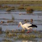 früher Storch