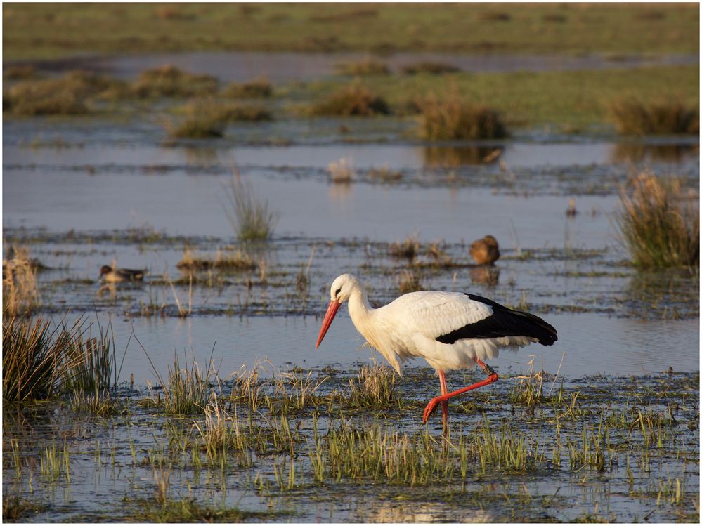 früher Storch