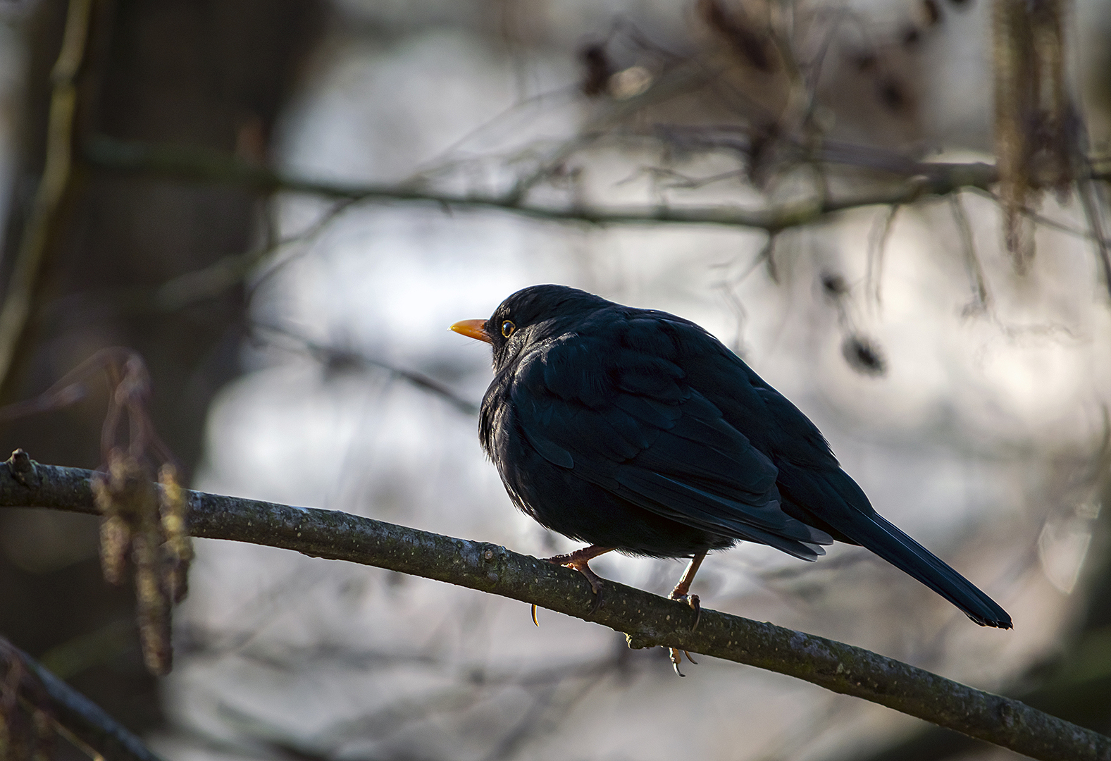 Früher Vogel