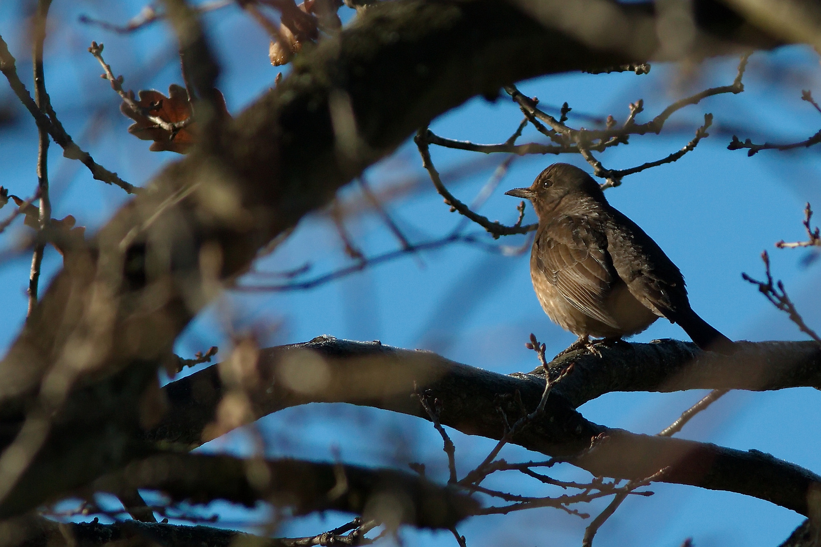 "Früher Vogel"