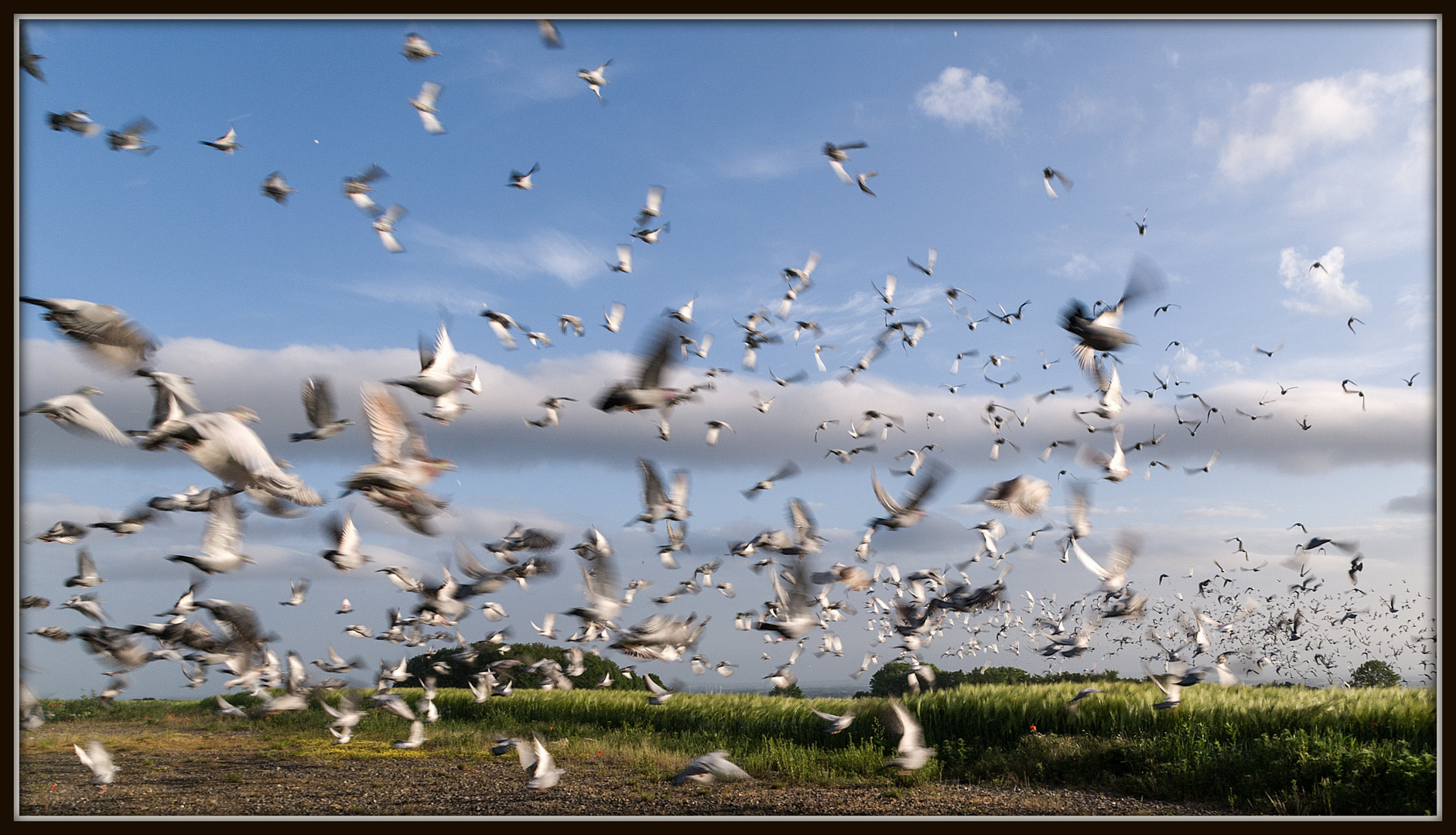 "Früher Vogel".....