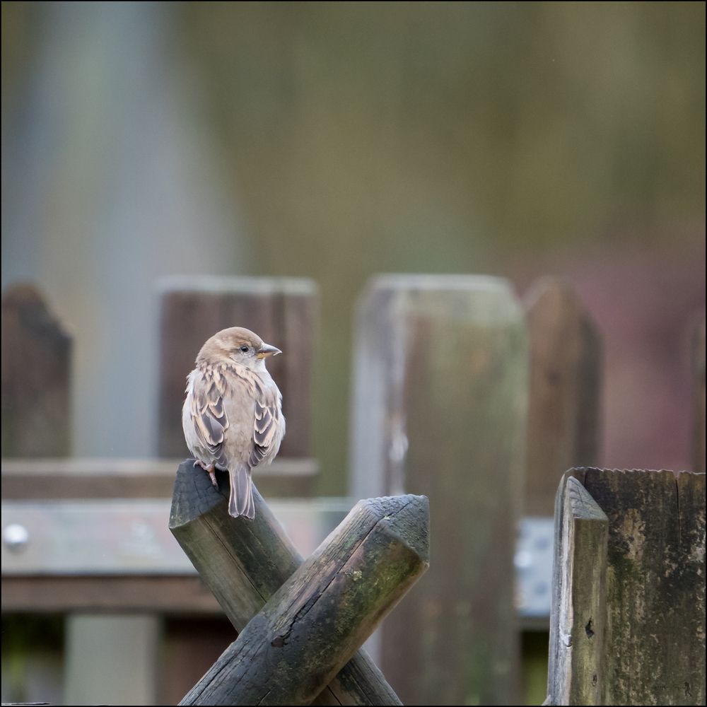 Früher Vogel .....