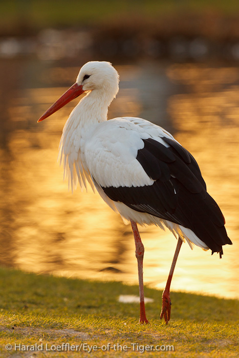 Früher Vogel...