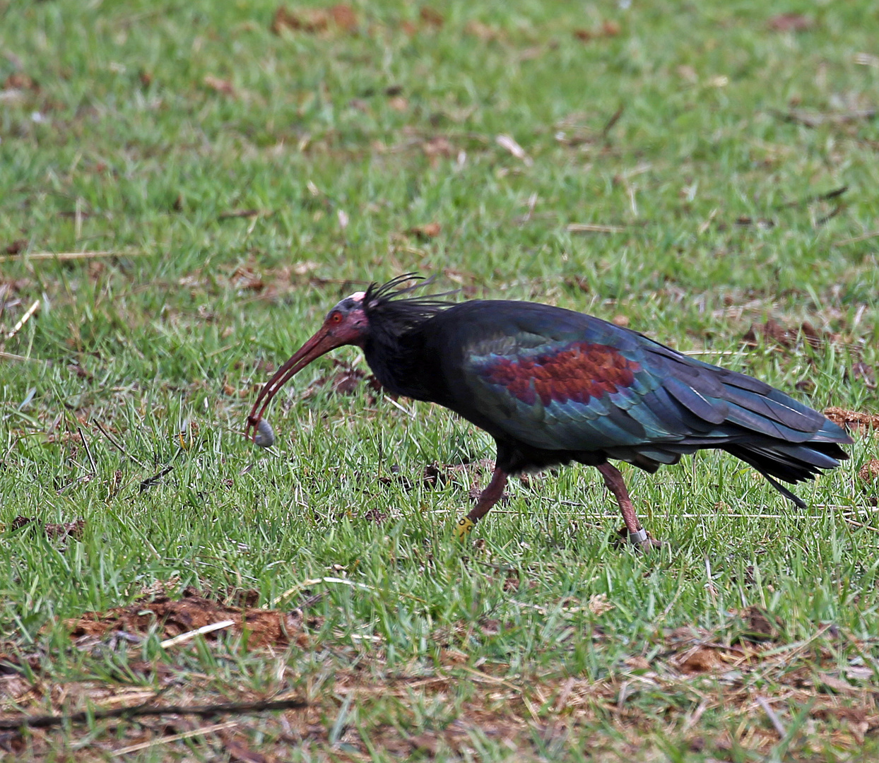 Früher Vogel ...