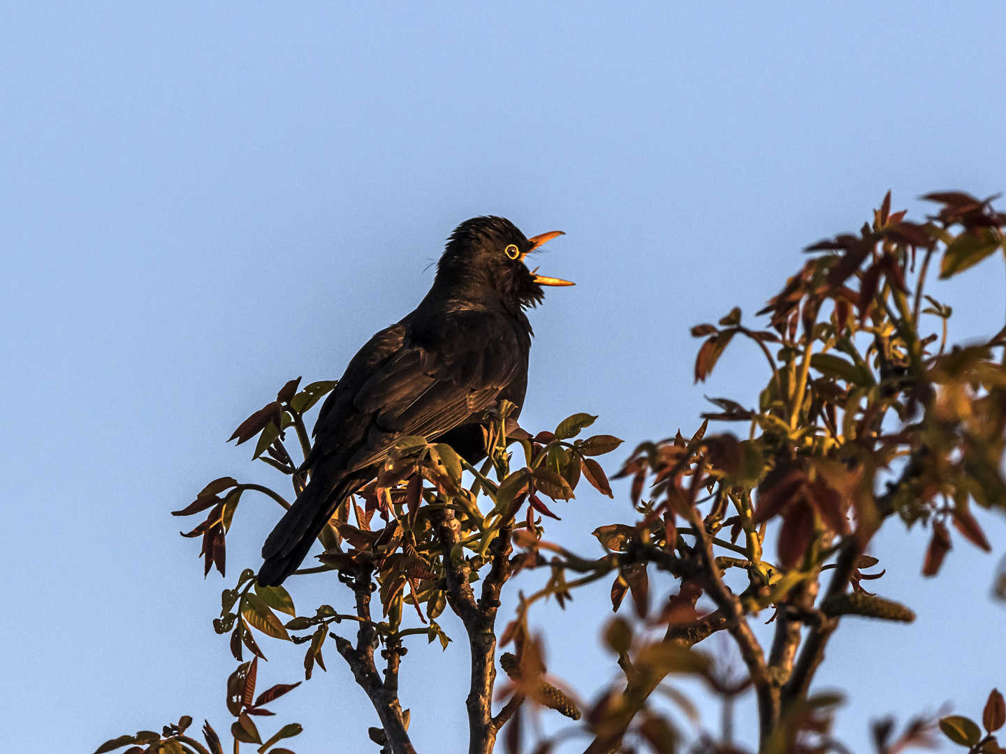 "früher Vogel" 