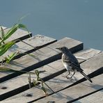 Früher Vogel