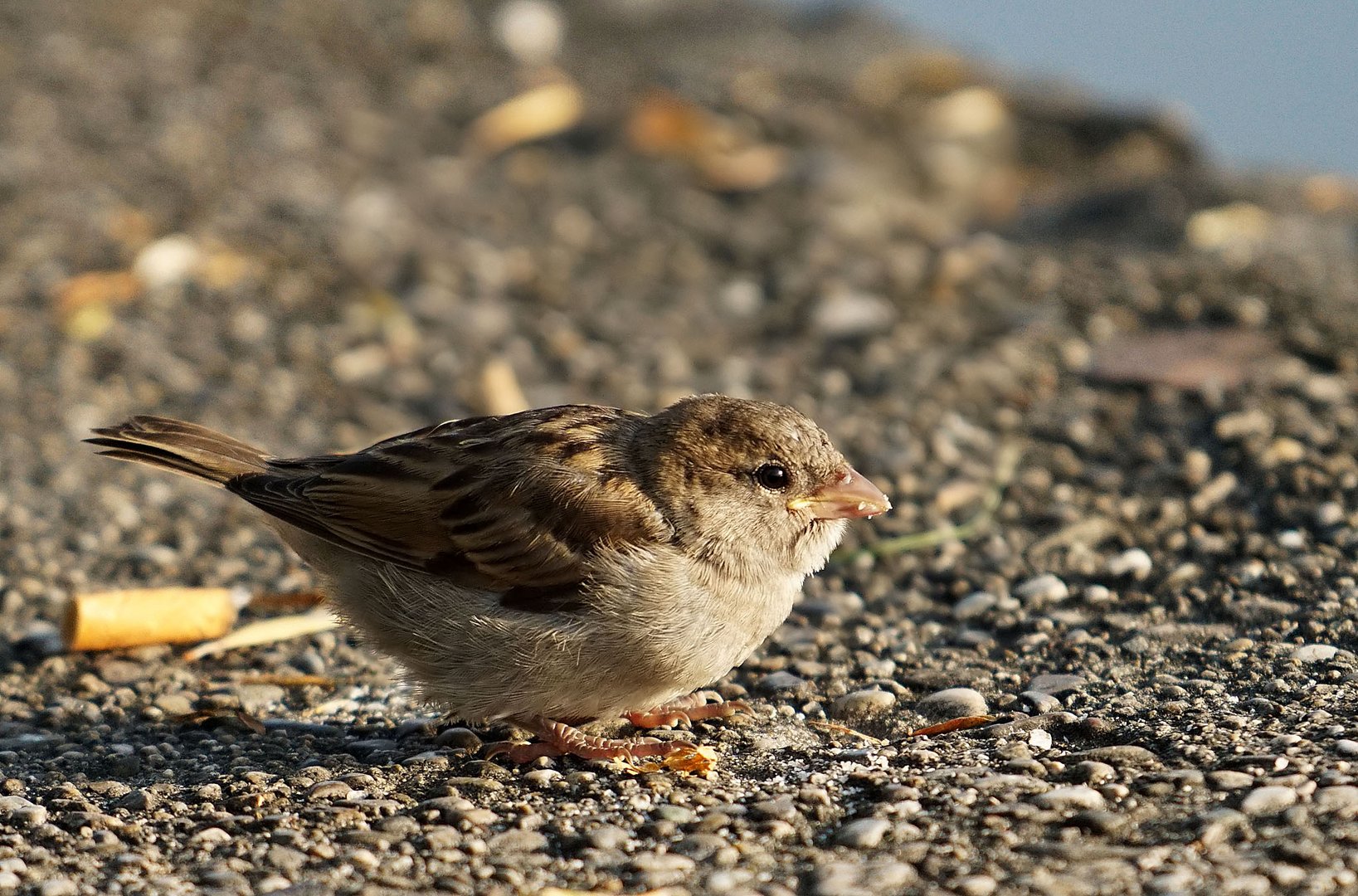 Früher Vogel ...