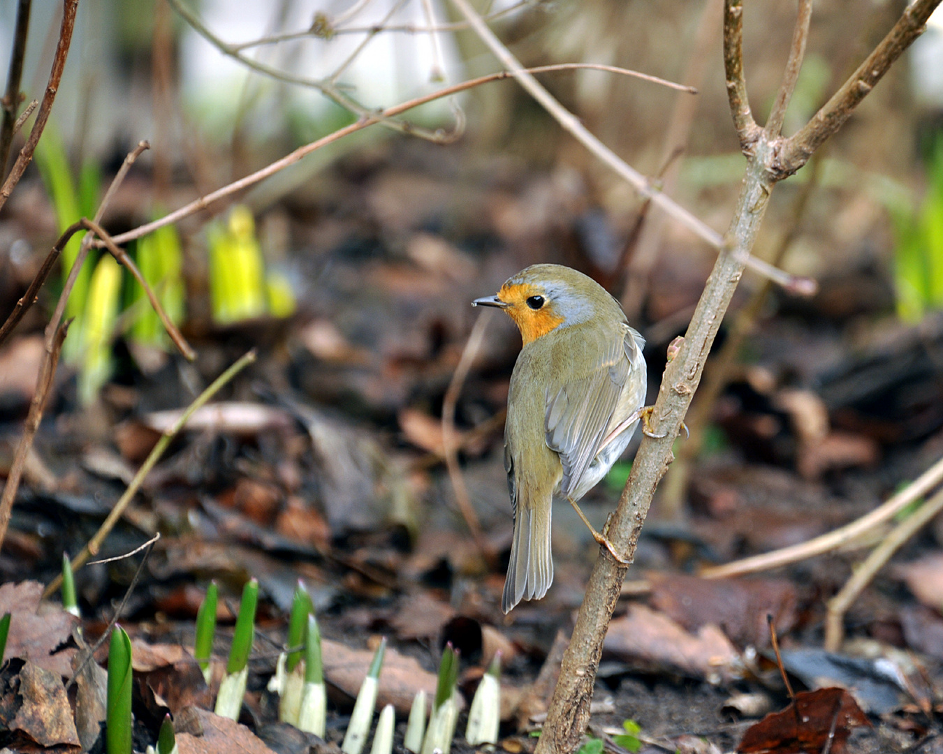 Früher Vogel an Frühblühern