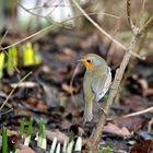 Früher Vogel an Frühblühern