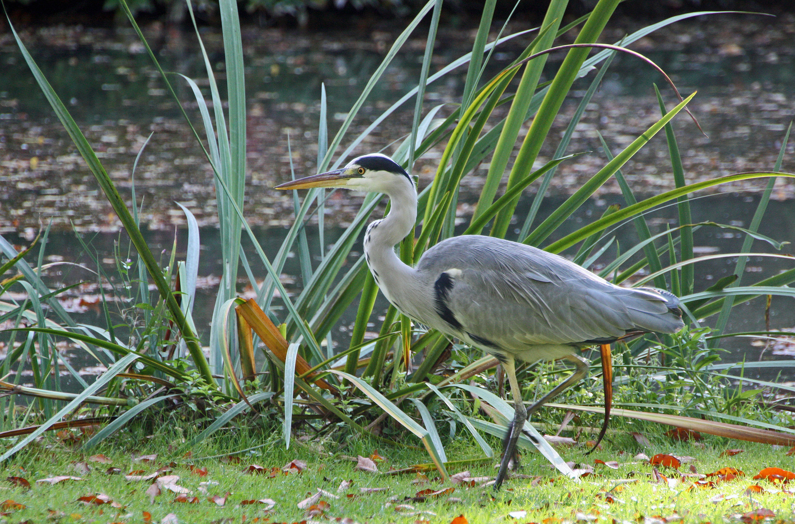 früher Vogel