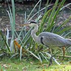 früher Vogel