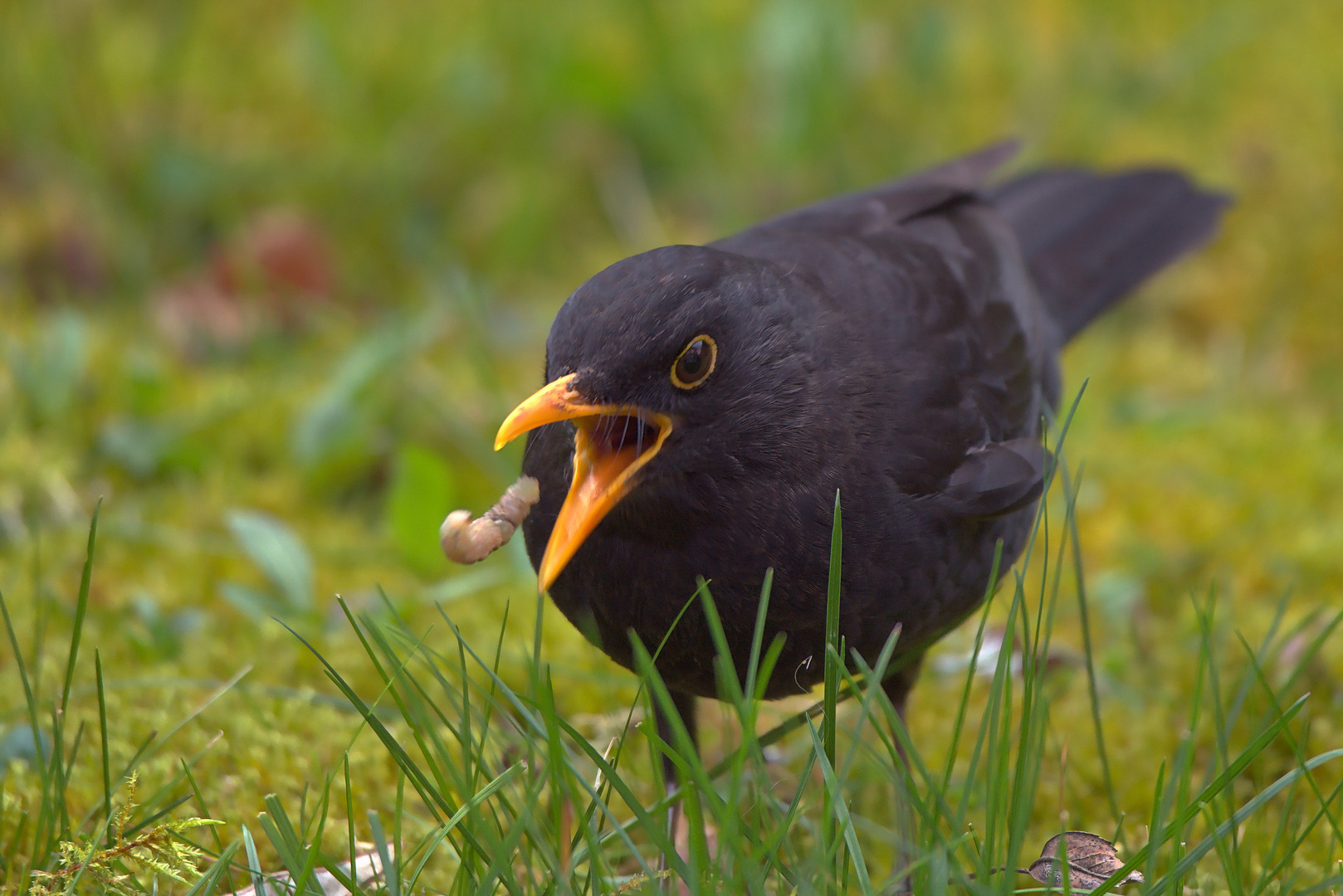 Früher Vogel fängt...