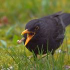 Früher Vogel fängt...