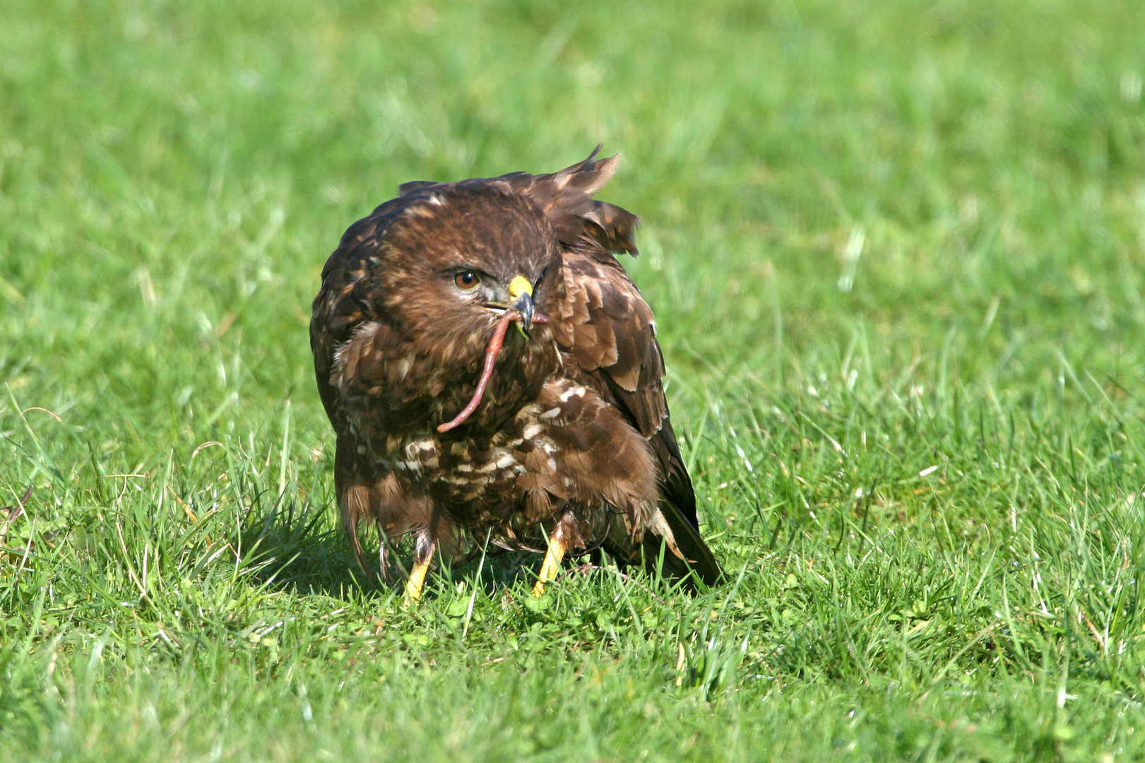 Früher Vogel fängt den Wurm