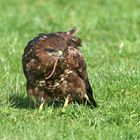 Früher Vogel fängt den Wurm