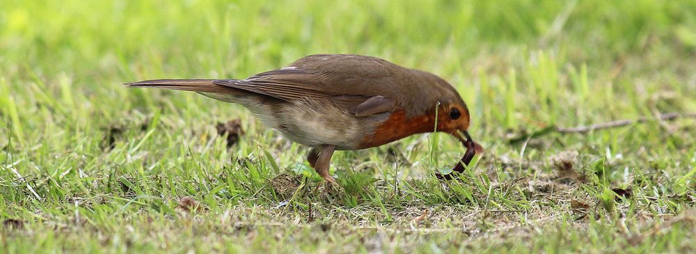 Früher Vogel fängt den Wurm