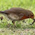 Früher Vogel fängt den Wurm