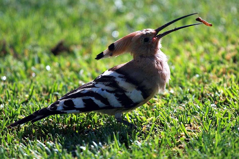 Früher Vogel fängt den Wurm