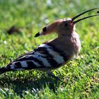 Früher Vogel fängt den Wurm