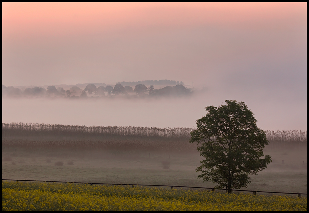 ~ früher Vogel II ~