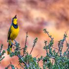 Früher Vogel singt das Lied