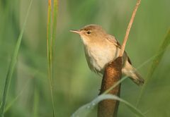 Früher Vogel - Spät