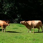 Früher war dieses Glan-Donnersberg-Rind die wichtigste Rinderrasse