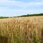 Früher war ein Getreidefeld