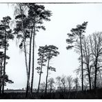 Früher war mehr Wald