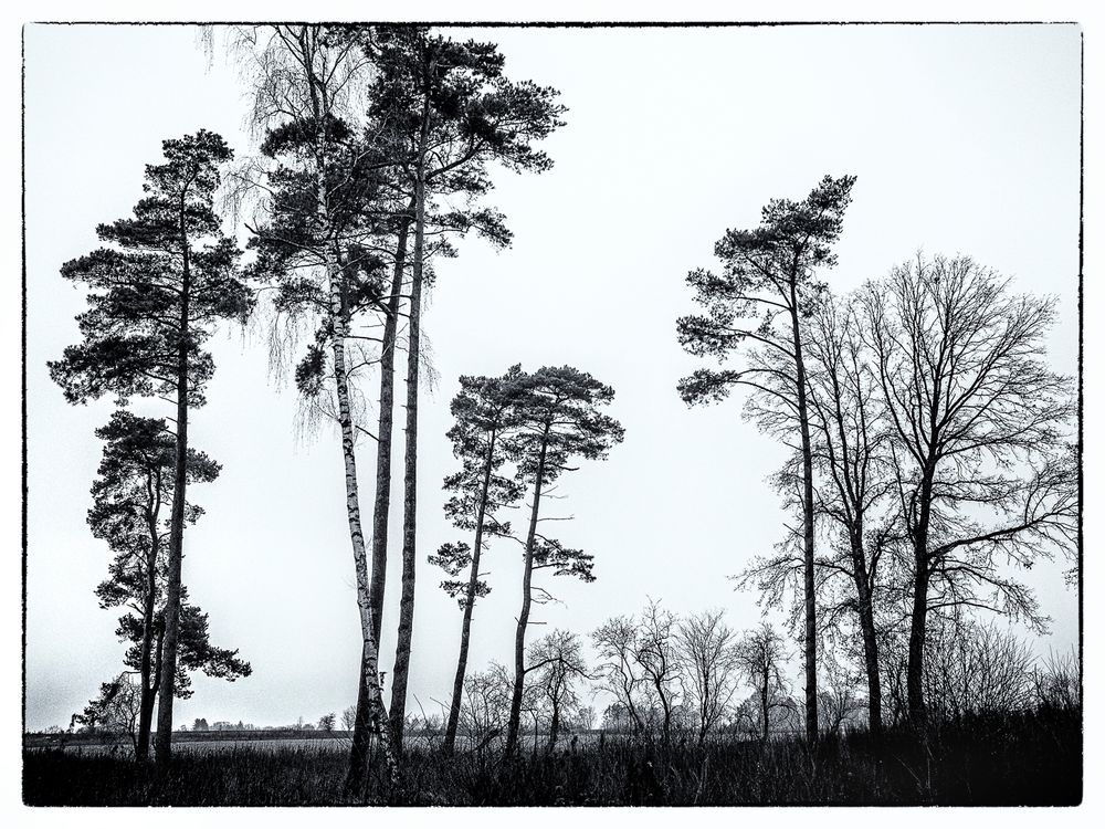 Früher war mehr Wald