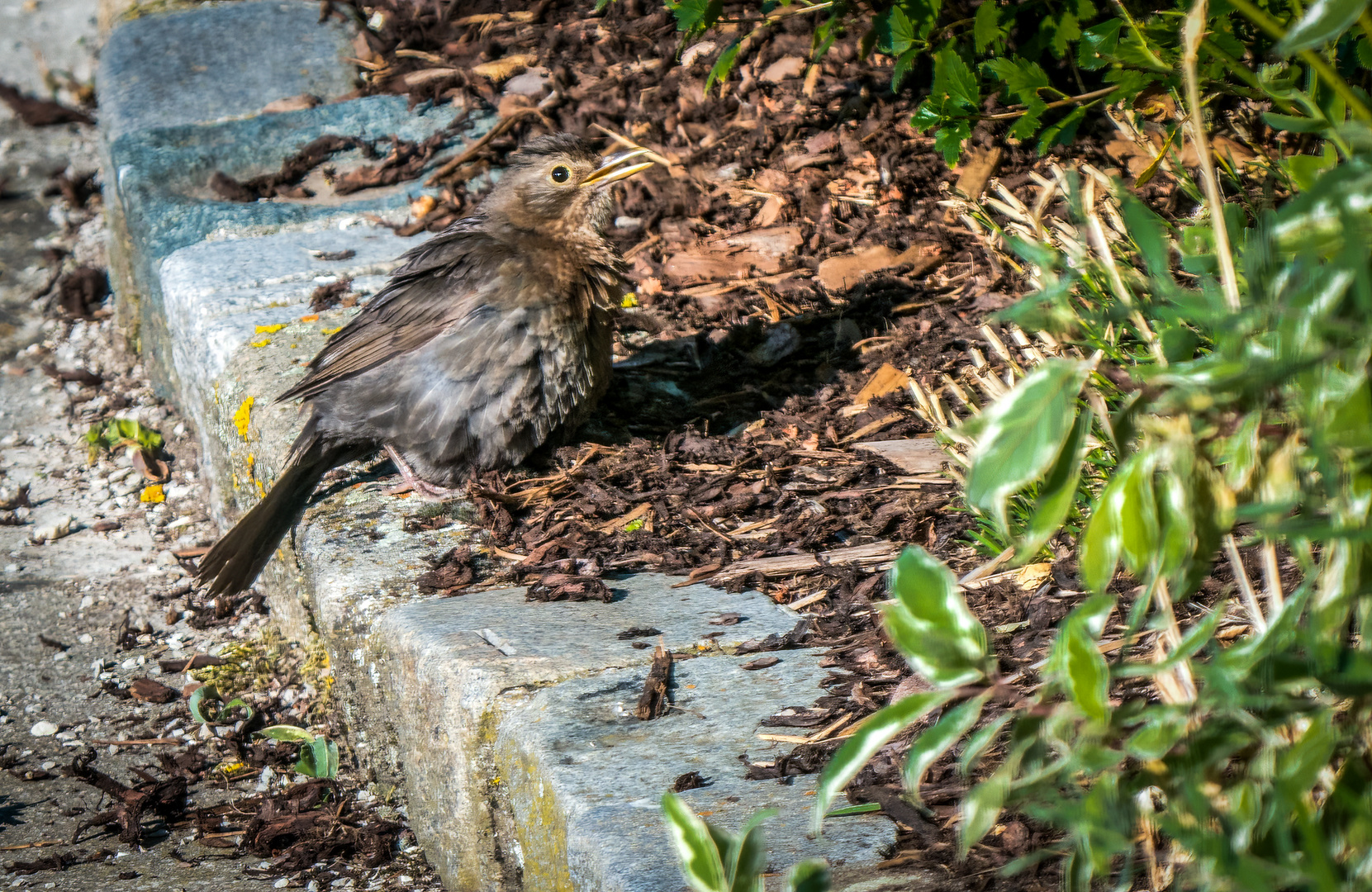 "Früher war ne Amsel nichts Besonderes - mittlerweile schon"