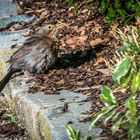 "Früher war ne Amsel nichts Besonderes - mittlerweile schon"