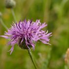 Früher war Sommer, als die blauen Blumen noch blühten