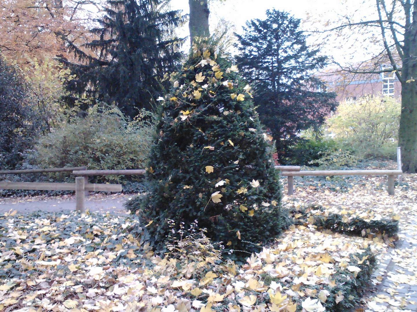 Früher Weihnachtsbaum?