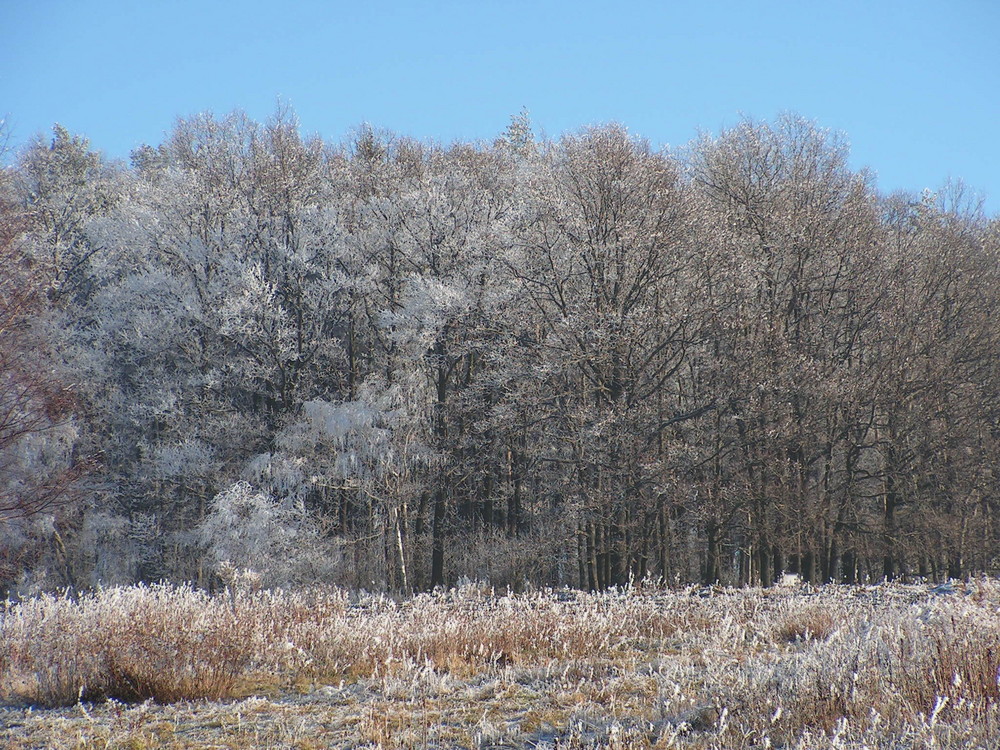 Früher Winter