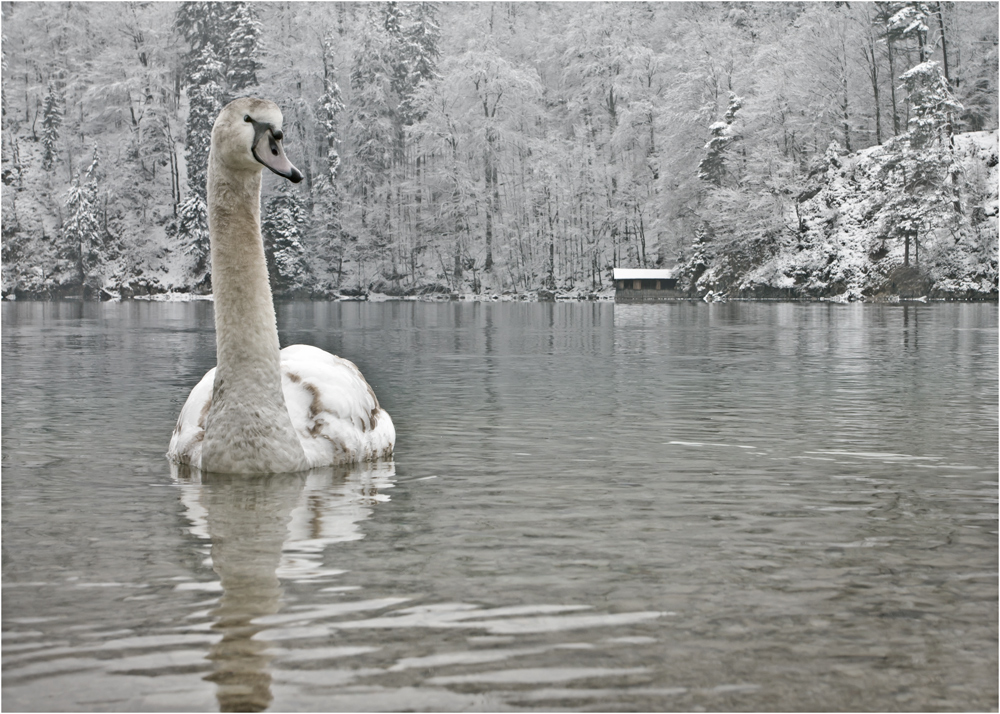 Früher Winter