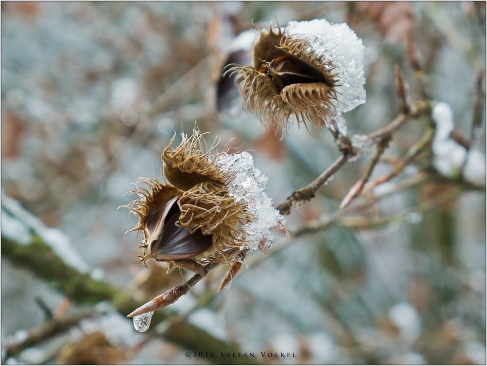 Früher Winter II