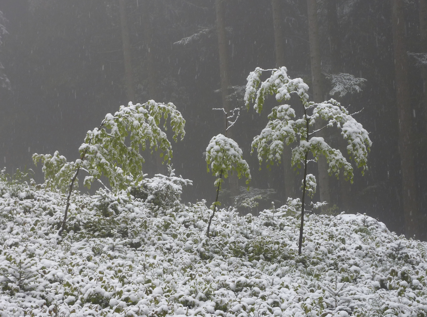 Früher Wintereinbruch