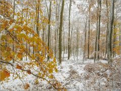 Früher Wintereinbruch