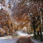 Früher Wintereinbruch