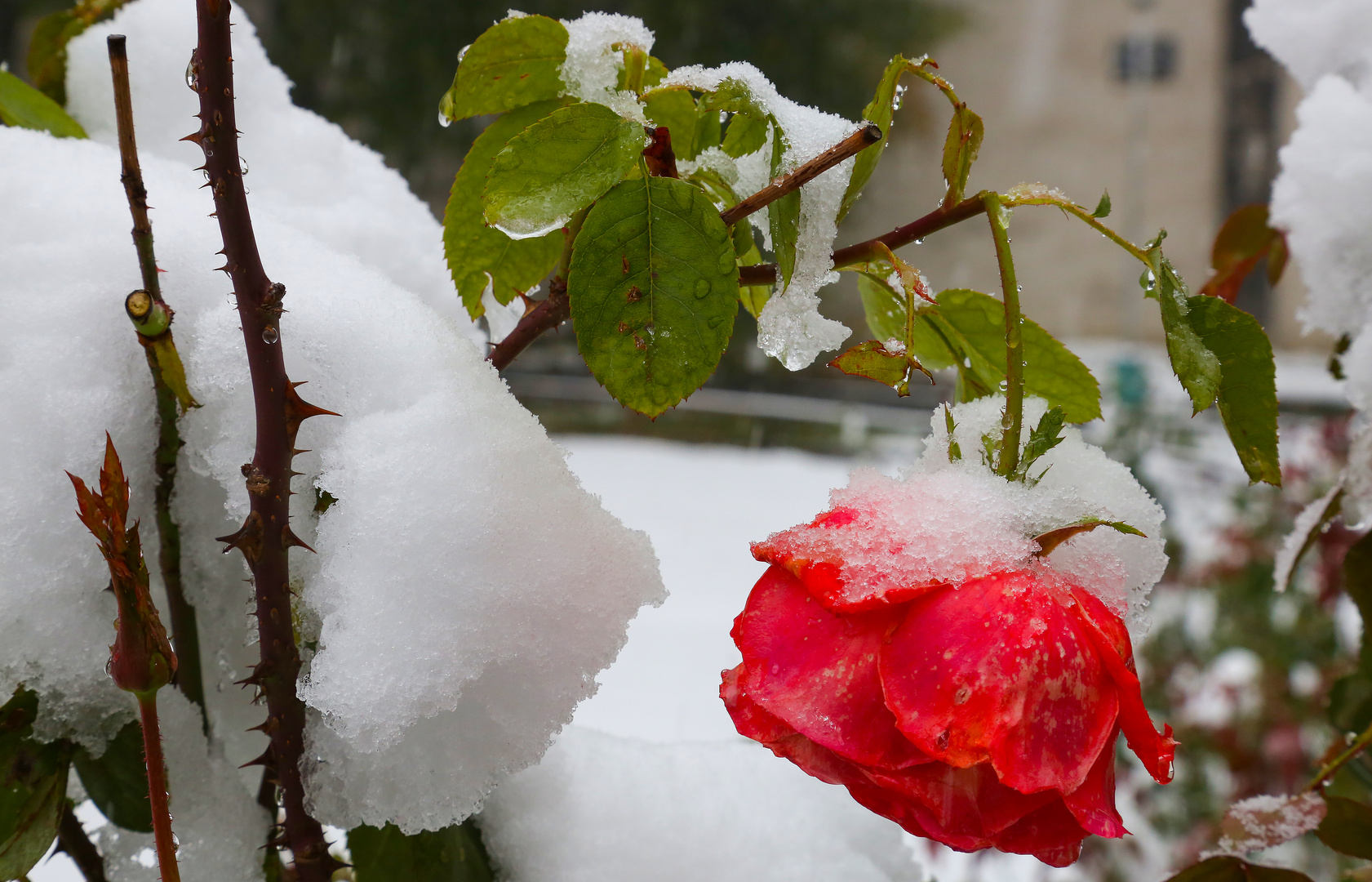 Früher Wintereinbruch