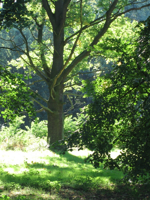 Früherbst im Park