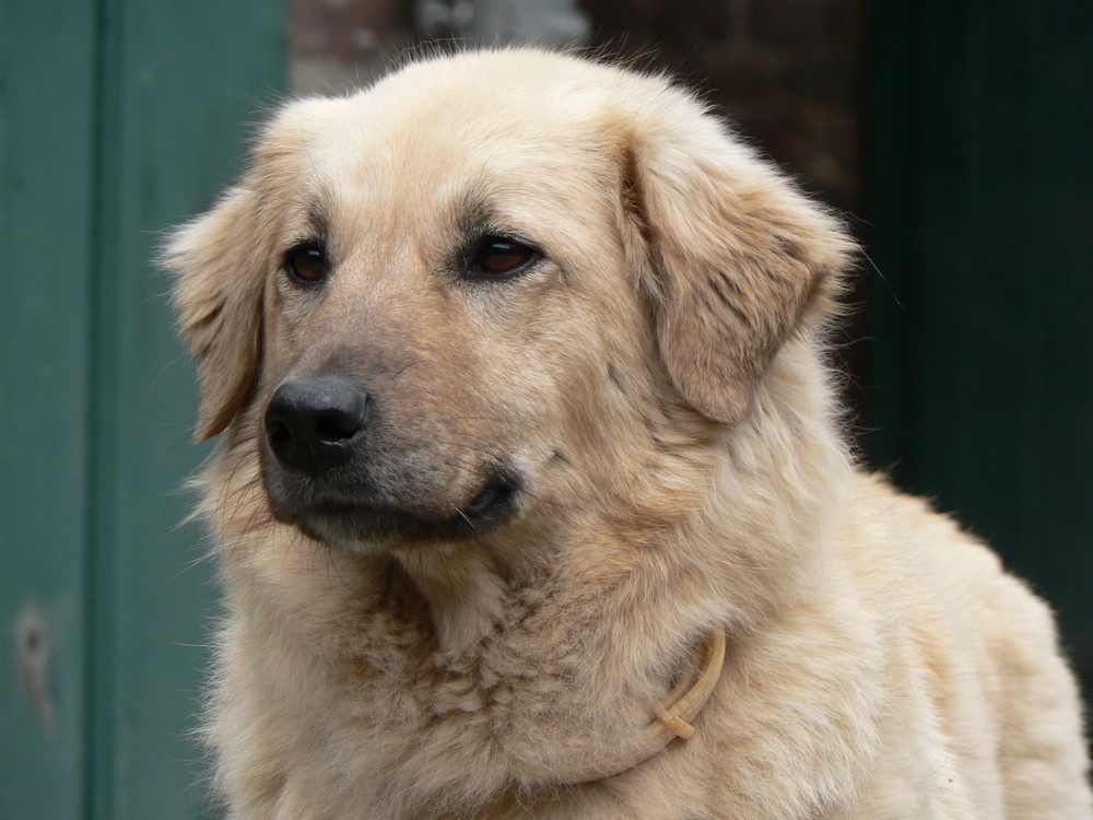 früherer Istanbuler Strassenhund ohne Namen - jetzt Lilo