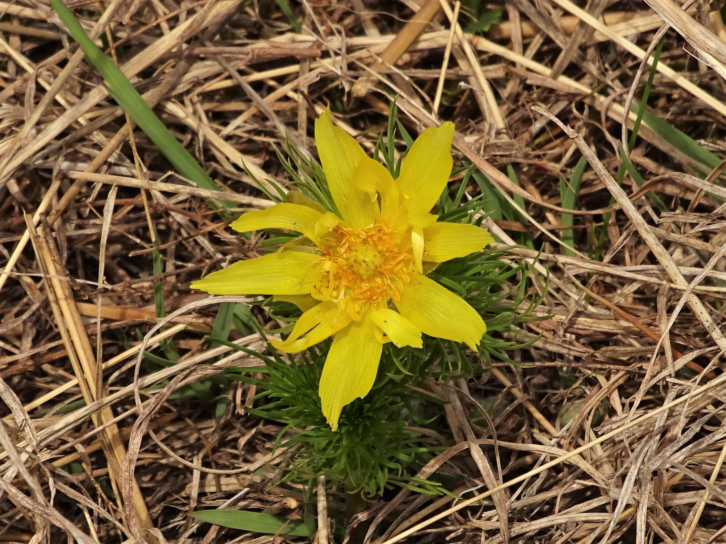 Frühes Adonisröschen